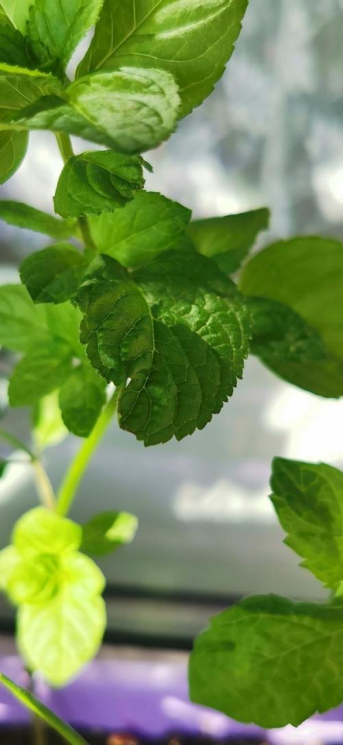 Неужели погибла моя лимонная мелисса. Мята на подоконнике погибает, вянут и сворачиваются листья. Как её спасти?