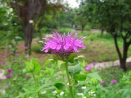 Как можно узнать, что лимонная мелисса находится в опасности и нуждается в помощи. Мелисса: полезные свойства и вред, применение, выращивание