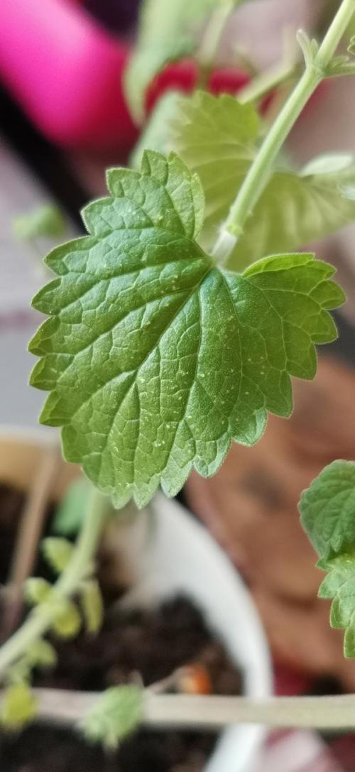 Неужели погибла моя лимонная мелисса. Мята на подоконнике погибает, вянут и сворачиваются листья. Как её спасти?