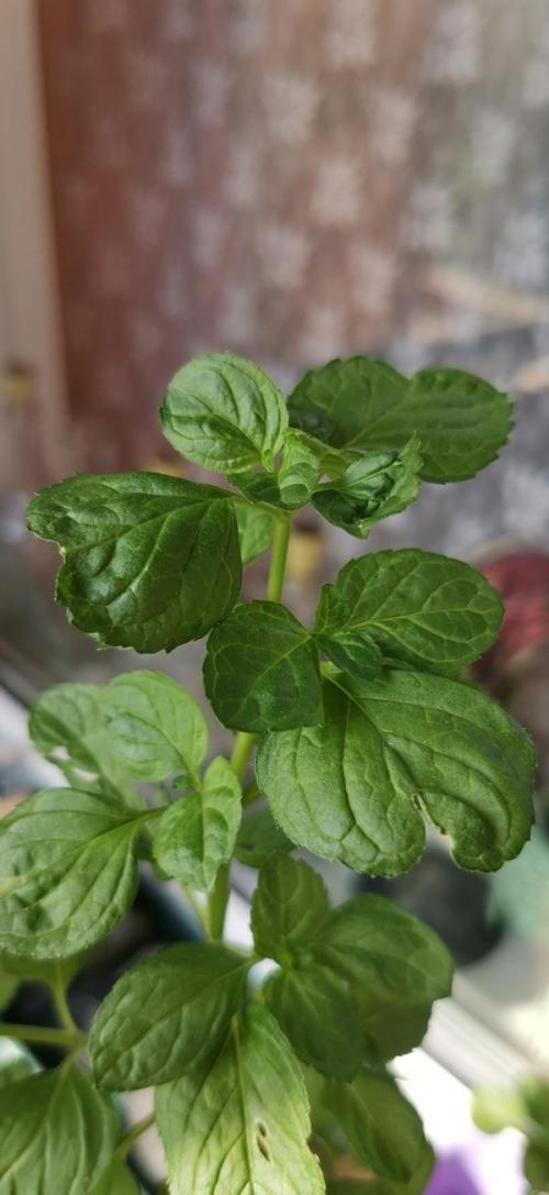 Неужели погибла моя лимонная мелисса. Мята на подоконнике погибает, вянут и сворачиваются листья. Как её спасти?