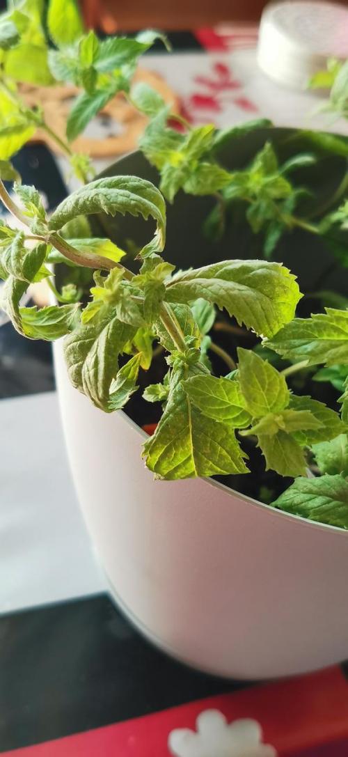 Неужели погибла моя лимонная мелисса. Мята на подоконнике погибает, вянут и сворачиваются листья. Как её спасти?