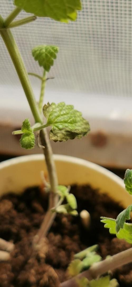 Неужели погибла моя лимонная мелисса. Мята на подоконнике погибает, вянут и сворачиваются листья. Как её спасти?