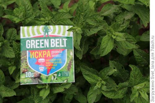 Какие причины могут привести к гибели лимонной мелиссы. Вредители мяты перечной и мелиссы лимонной, мы принимаем бой!