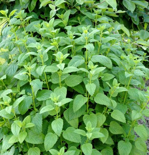 Какие факторы могут повлиять на рост лимонной мелиссы. Описание растения