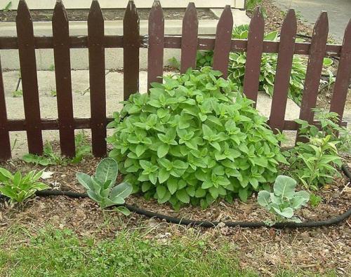 Какие факторы могут повлиять на рост лимонной мелиссы. Описание растения