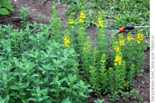 Какие причины могут привести к гибели лимонной мелиссы. Вредители мяты перечной и мелиссы лимонной, мы принимаем бой!