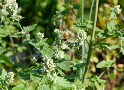 Какие факторы могут повлиять на рост лимонной мелиссы. Описание растения