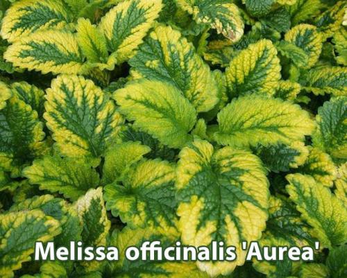 Какие факторы могут повлиять на рост лимонной мелиссы. Описание растения