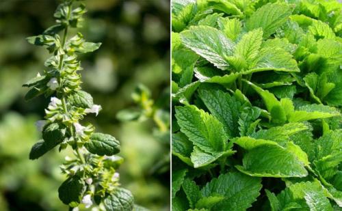 Какие факторы могут повлиять на рост лимонной мелиссы. Описание растения