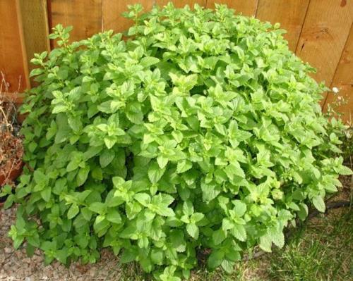 Какие факторы могут повлиять на рост лимонной мелиссы. Описание растения