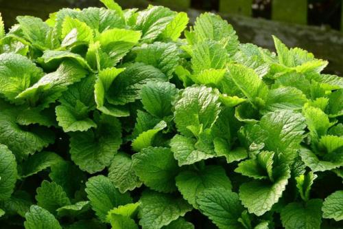 Какие факторы могут повлиять на рост лимонной мелиссы. Описание растения