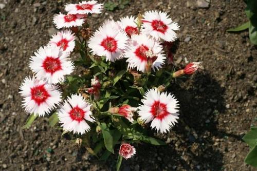 Какие растения можно сочетать с многолетней гвоздикой на даче. Описание растения