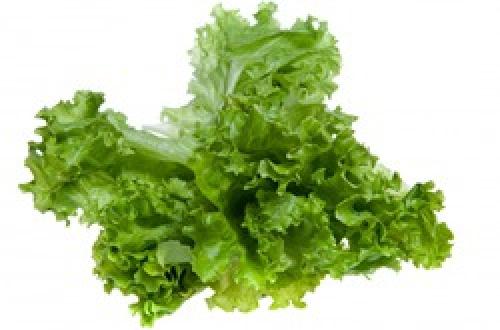 Какие заболевания могут поражать семена салата цикорного пала росса. Ложная мучнистая роса салата