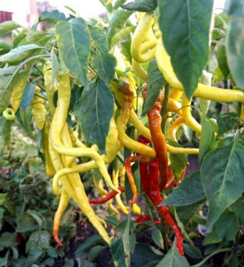 Откуда происходит перец Капли пикантный. Перец «Питон»