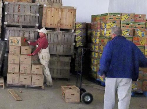 Как хранить бататы после сбора. Хранение батата