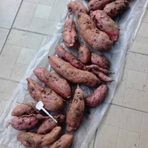 Как правильно собирать бататы. Сбор урожая