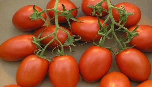 Самые вкусные помидоры в собственном соку. Томаты в собственном соку на зиму — самые вкусные рецепты в домашних условиях