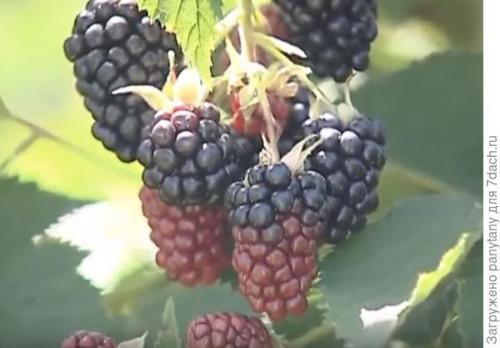 Как можно защитить малину, растущую в горшках. Мобильный малинник