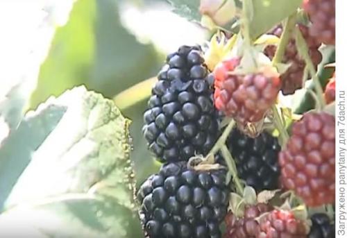 Как можно защитить малину, растущую в горшках. Мобильный малинник