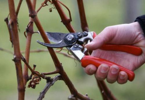 Что такое морозы и как они влияют на малину. Защищаем малину от подмерзания