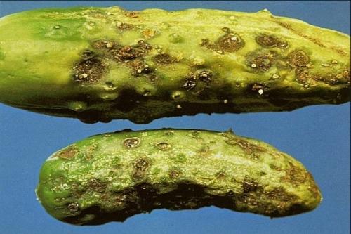 Белая гниль моркови 05