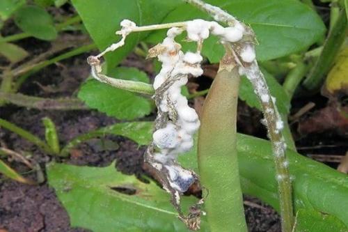 Белая гниль моркови 04