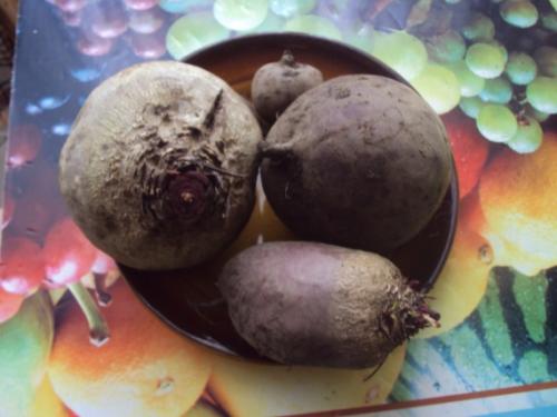 Салат из свеклы и помидоров на зиму. Салат со свеклой на зиму — 7 лучших рецептов заготовок в банках