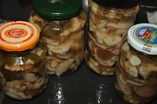 Маринованные опята с яблочным уксусом. Опята, маринованные с яблочным уксусом: рецепты закусок