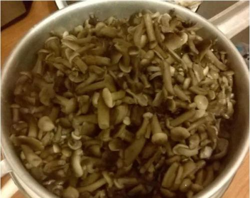 Маринад для опят на 1 литр воды. Как быстро и вкусно замариновать лесные опята — 5 простых рецептов маринованных опят на зиму