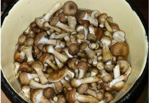 Маринад для опят на 1 литр воды. Как быстро и вкусно замариновать лесные опята — 5 простых рецептов маринованных опят на зиму