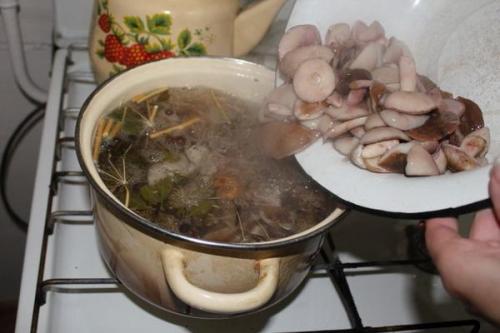 Маринованные опята с яблочным уксусом. Опята, маринованные с яблочным уксусом: рецепты закусок