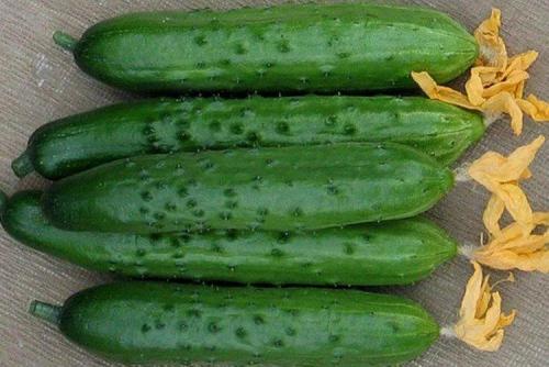 Лучшие сорта огурцов для теплицы. Лучшие сорта огурцов для теплиц: фото, названия и описания (каталог)