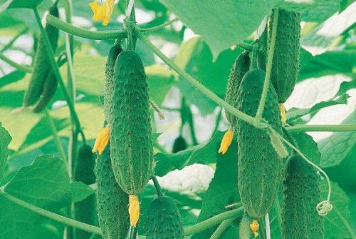 Лучшие сорта огурцов для теплицы. Лучшие сорта огурцов для теплиц: фото, названия и описания (каталог)