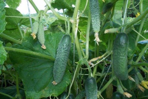 Лучшие сорта огурцов для теплицы. Лучшие сорта огурцов для теплиц: фото, названия и описания (каталог)