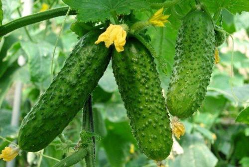 Лучшие сорта огурцов для теплицы. Лучшие сорта огурцов для теплиц: фото, названия и описания (каталог)