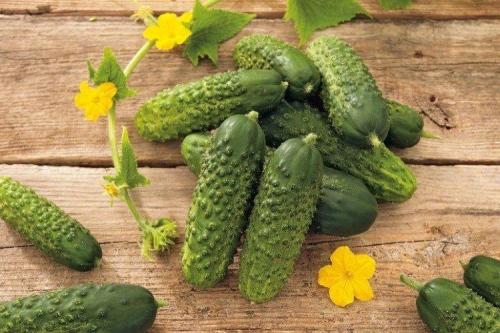 Лучшие сорта огурцов для теплицы. Лучшие сорта огурцов для теплиц: фото, названия и описания (каталог)