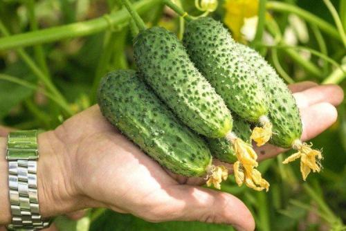 Лучшие сорта огурцов для теплицы. Лучшие сорта огурцов для теплиц: фото, названия и описания (каталог)