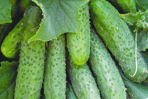 Лучшие сорта огурцов для теплицы. Лучшие сорта огурцов для теплиц: фото, названия и описания (каталог)