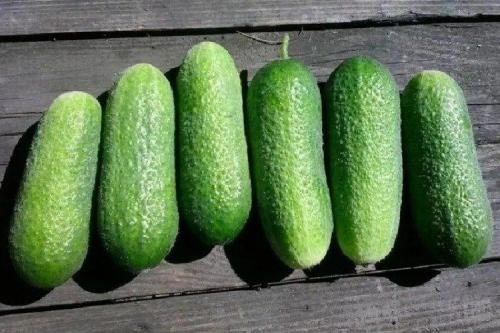 Лучшие сорта огурцов для теплицы. Лучшие сорта огурцов для теплиц: фото, названия и описания (каталог)