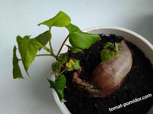 Как я рекомендую вам выращивать батат и почему это стоит сделать. Бататы.