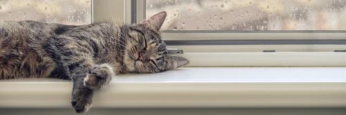 Почему кошка ведет себя так странно? 5 причин, которые стоит знать 02