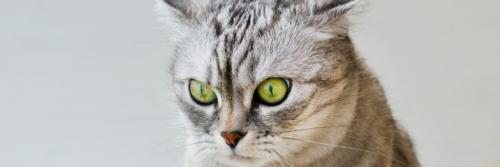 Почему кошка ведет себя так странно? 5 причин, которые стоит знать 04