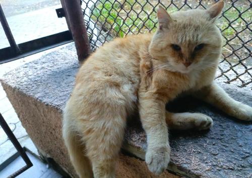 Какие факторы могут влиять на поведение кошки. Основные причины, почему кошка агрессивна: злой кот