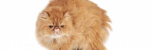 Почему кошка ведет себя так странно? 5 причин, которые стоит знать 03