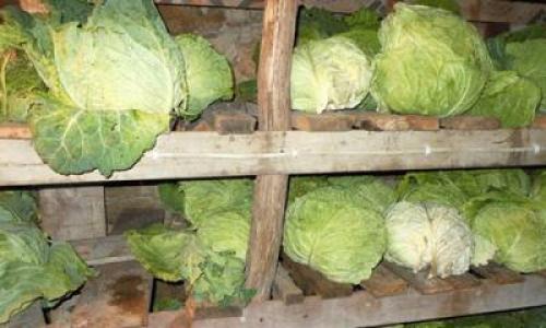 Как хранить капусту без холодильника. Особенности процесса