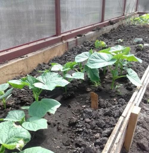 Огурцы кураж для засолки. Кураж F1 засолочный сорт огурцов который рекомендую всем