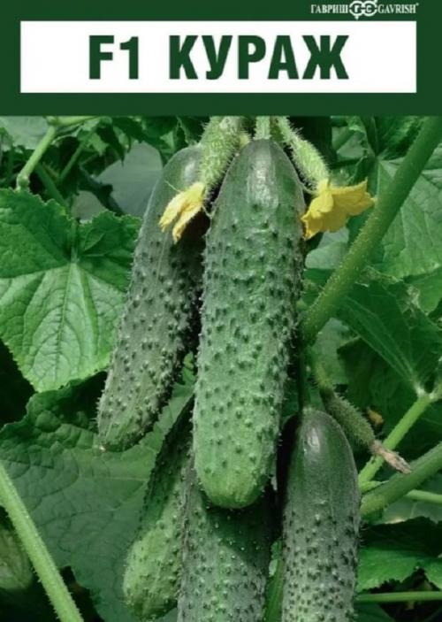 Огурцы кураж для засолки. Кураж F1 засолочный сорт огурцов который рекомендую всем
