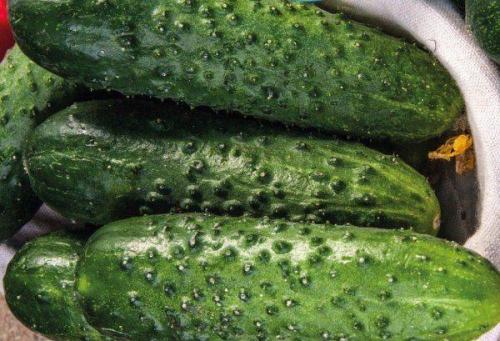 Огурец сорт бочковой засолочный. Разновидности и описание засолочных сортов