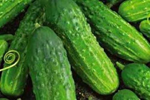 Лучшие сорта огурцов для засолки в украине. Сорта огурцов для открытого грунта Украины