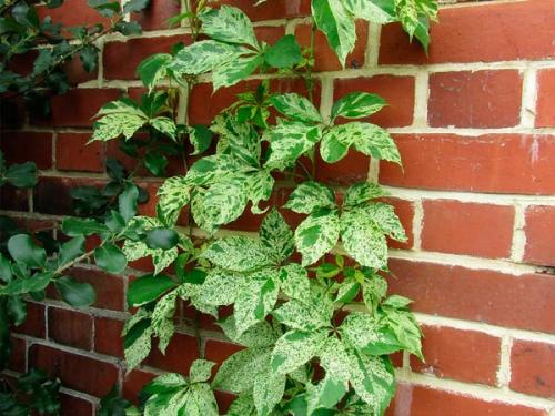 Девичий виноград сорта. Девичий виноград в ландшафтном дизайне приусадебного участка